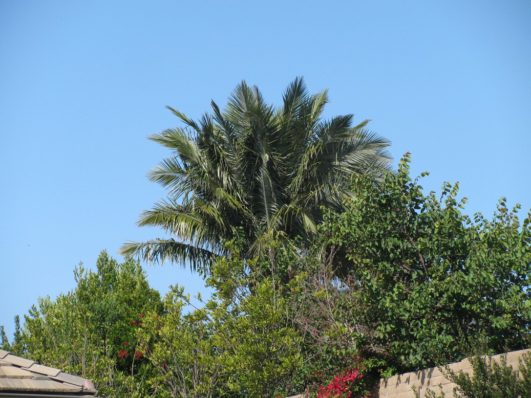 jubaea chilensis For Sale PalmTalk